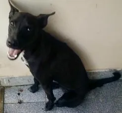 Cachorro raça Vira-lata idade 1 ano nome Black