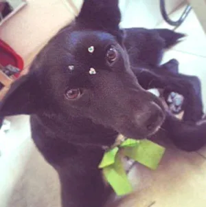 Cachorro raça viralata idade 4 anos nome Rebeca