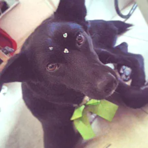 Cachorro raça viralata idade 4 anos nome Rebeca