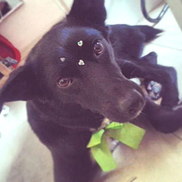 Cachorro ra a viralata idade 4 anos nome Rebeca