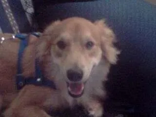 Cachorro raça mistiço idade  nome amarelo