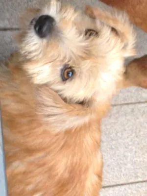 Cachorro raça SRD idade 1 ano nome lila