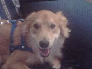 Cachorro raça mistiço idade  nome amarelo