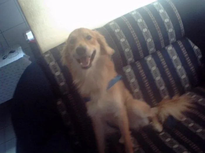 Cachorro raça mistiço idade  nome amarelo