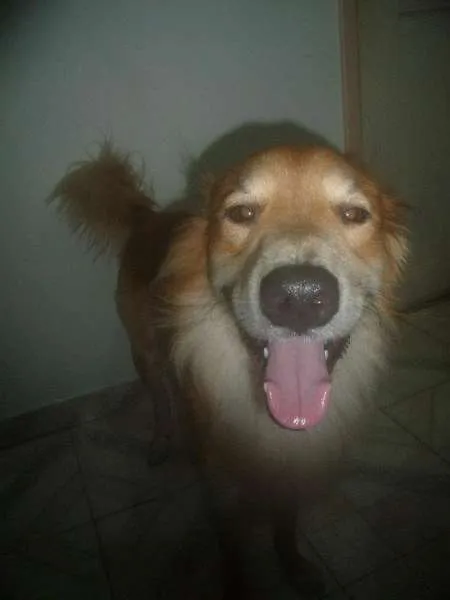 Cachorro raça mistiço idade  nome amarelo