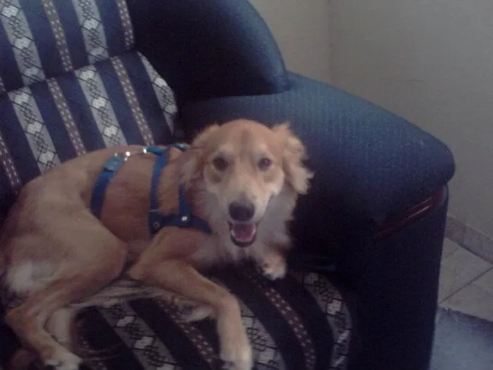 Cachorro raça mistiço idade  nome amarelo