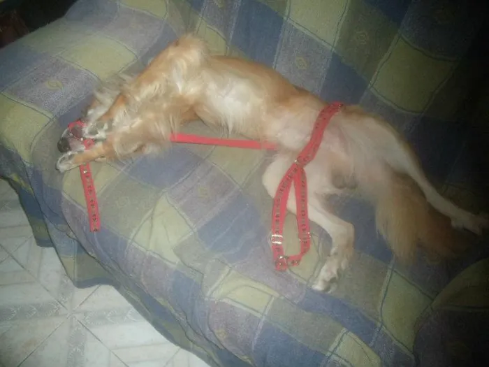 Cachorro raça mistiço idade  nome amarelo