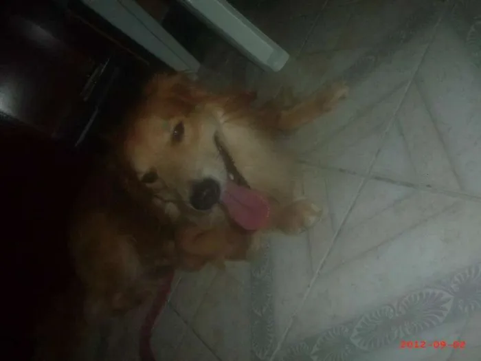 Cachorro raça mistiço idade  nome amarelo