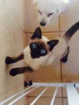 Tom