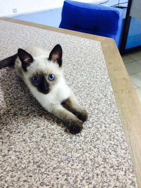 Gato ra a Siamês idade 2 a 6 meses nome Tom