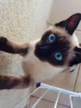 Tom