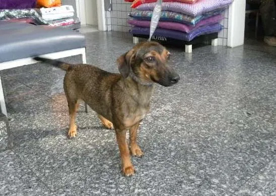 Cachorro ra a SRD idade 1 ano nome Laurinha