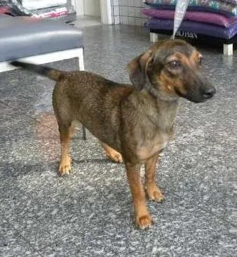 Cachorro ra a SRD idade 1 ano nome Laurinha