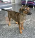 Laurinha