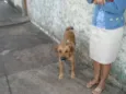 Amarelo