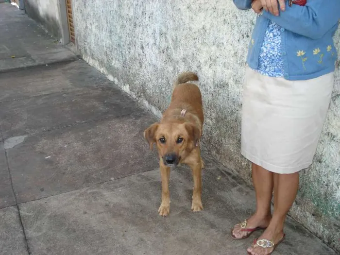Cachorro ra a SRD idade 2 anos nome Amarelo