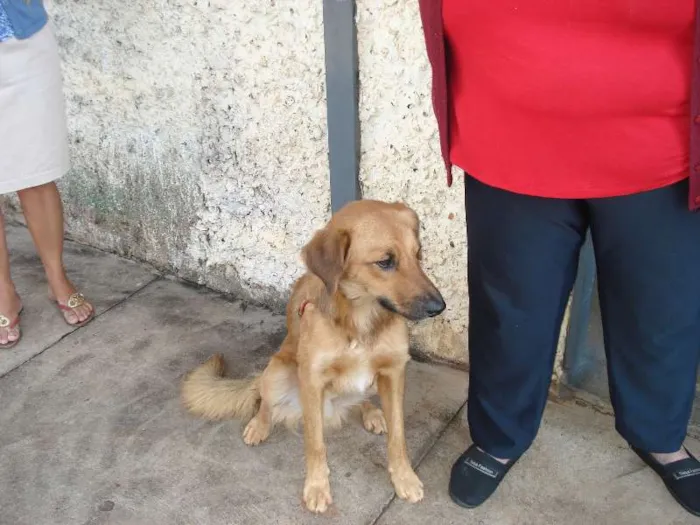 Cachorro ra a SRD idade 2 anos nome Amarelo