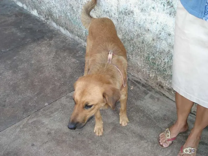 Cachorro ra a SRD idade 2 anos nome Amarelo
