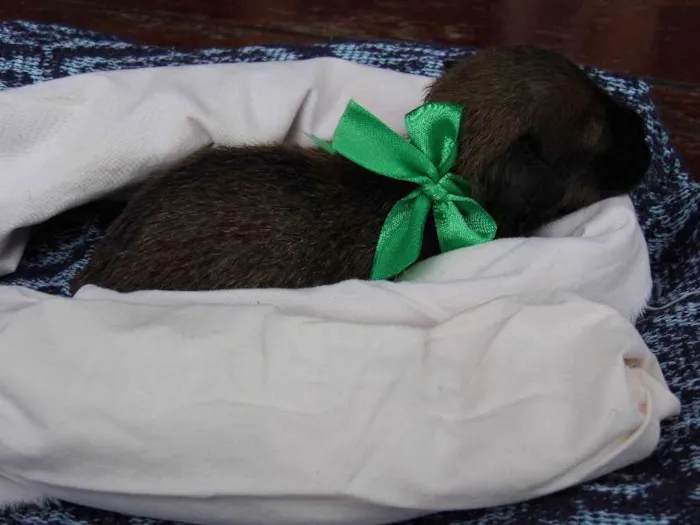 Cachorro raça Sem Raça Definida idade Abaixo de 2 meses nome Ainda sem nomes