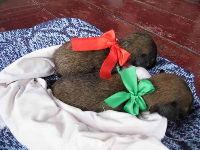 Cachorro raça Sem Raça Definida idade Abaixo de 2 meses nome Ainda sem nomes