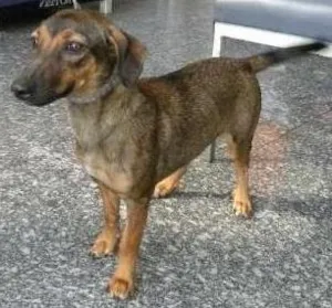 Cachorro raça SRD idade 1 ano nome Laurinha
