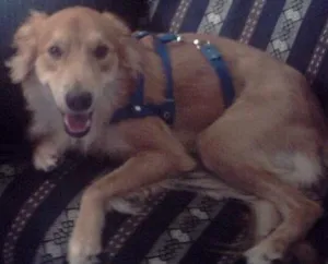 Cachorro raça mistiço idade  nome amarelo