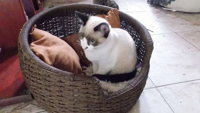 Gato ra a SRD idade 2 a 6 meses nome Barney
