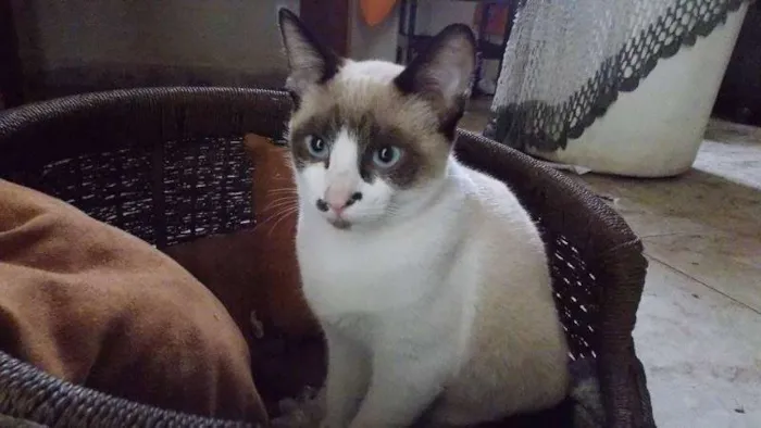 Gato ra a SRD idade 2 a 6 meses nome Barney