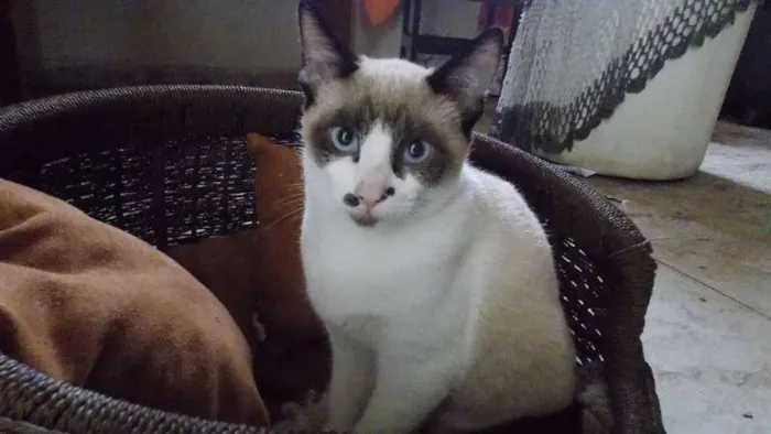 Gato ra a SRD idade 2 a 6 meses nome Barney