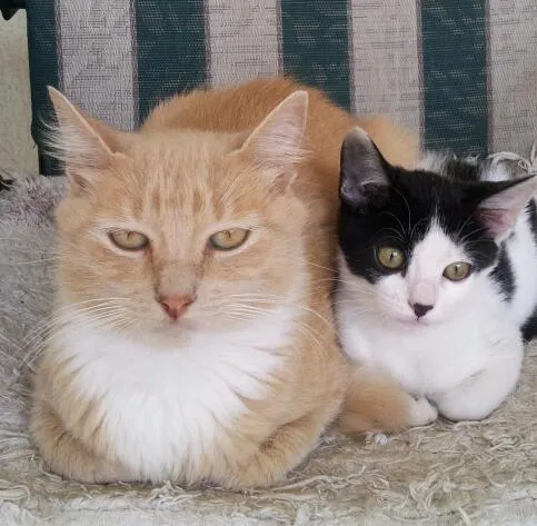 Gato ra a SRD idade 2 a 6 meses nome Simon