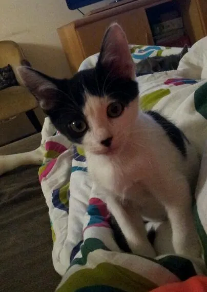 Gato ra a SRD idade 2 a 6 meses nome Simon