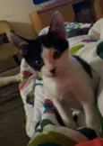 Simon