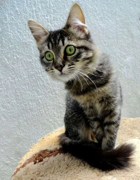 Gato ra a SRD idade 2 a 6 meses nome Jade