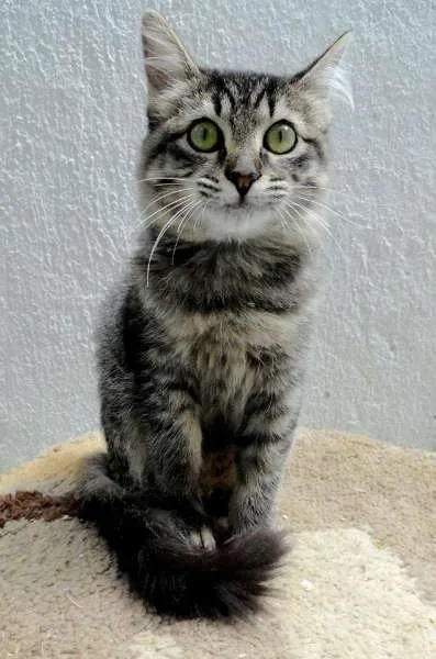 Gato ra a SRD idade 2 a 6 meses nome Jade