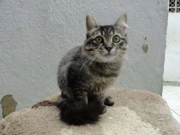 Gato ra a SRD idade 2 a 6 meses nome Jade