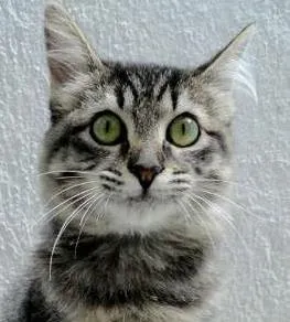 Gato ra a SRD idade 2 a 6 meses nome Jade