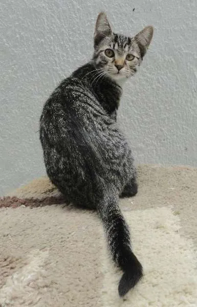 Gato ra a SRD idade 2 a 6 meses nome Luana