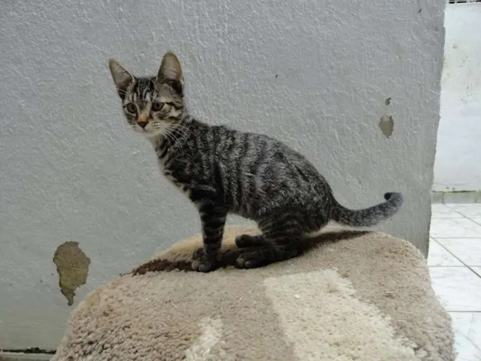 Gato ra a SRD idade 2 a 6 meses nome Luana