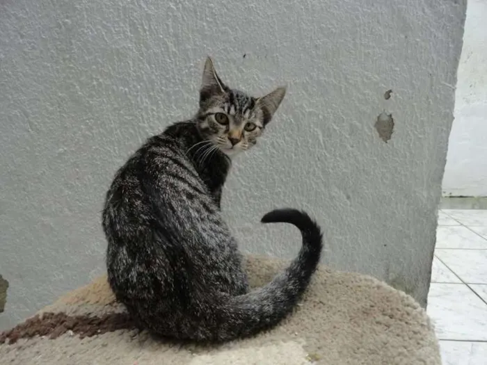 Gato ra a SRD idade 2 a 6 meses nome Luana