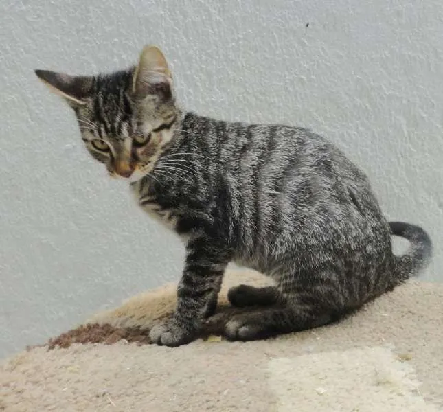 Gato ra a SRD idade 2 a 6 meses nome Luana