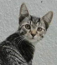 Gato ra a SRD idade 2 a 6 meses nome Luana