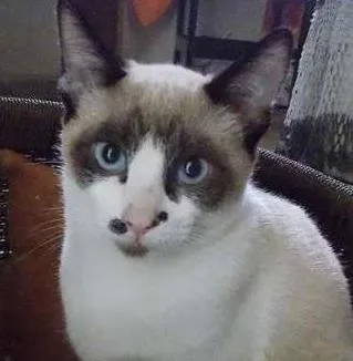 Gato ra a SRD idade 2 a 6 meses nome Barney