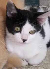Gato raça SRD idade 2 a 6 meses nome Simon