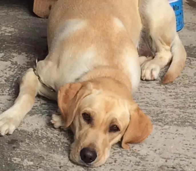 Cachorro ra a labrador idade 1 ano nome Jully