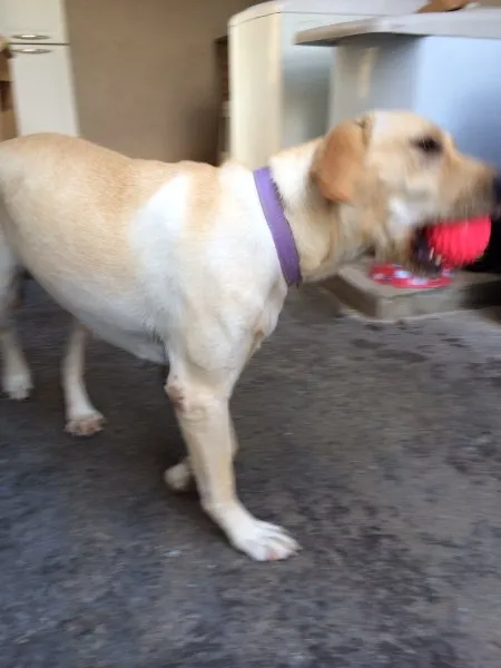 Cachorro ra a labrador idade 1 ano nome Jully
