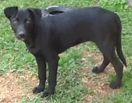 Cachorro ra a SRD idade 2 a 6 meses nome Nene