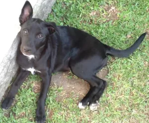 Cachorro raça SRD idade 2 a 6 meses nome Pepe