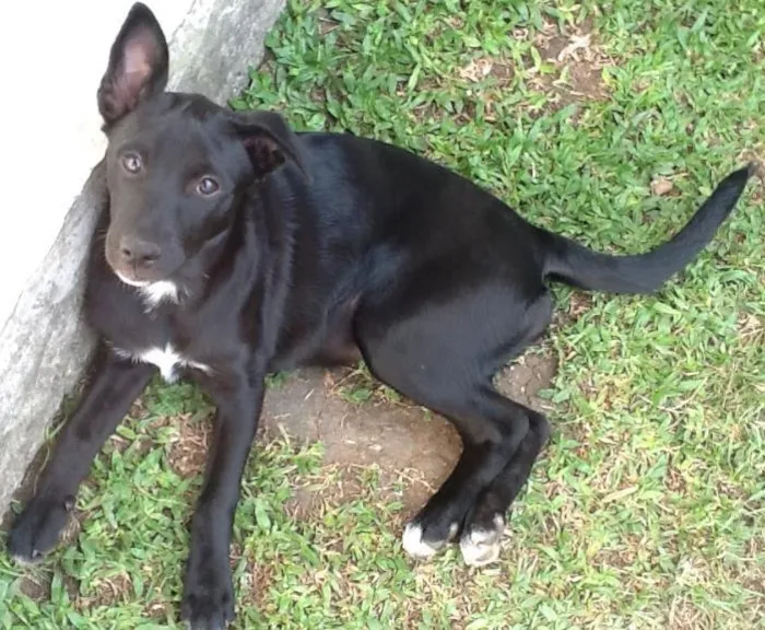 Cachorro ra a SRD idade 2 a 6 meses nome Pepe