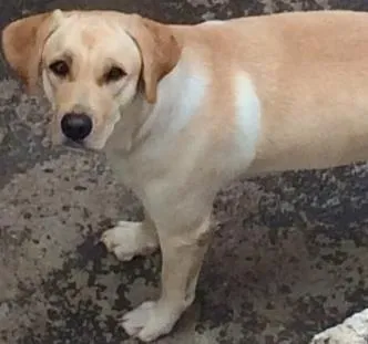 Cachorro ra a labrador idade 1 ano nome Jully