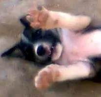Cachorro raça SRD idade 2 a 6 meses nome Dora